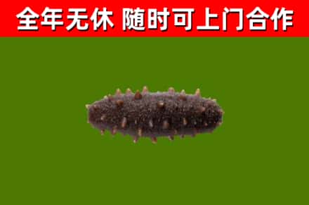 邵阳烟酒回收干海参.jpg
